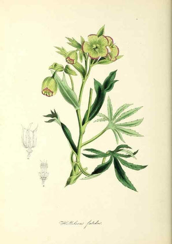 Reproducción/Reproduction 37917655406: Plantæ utiliores :. London :Whittaker & Co.,1842-1850.. 