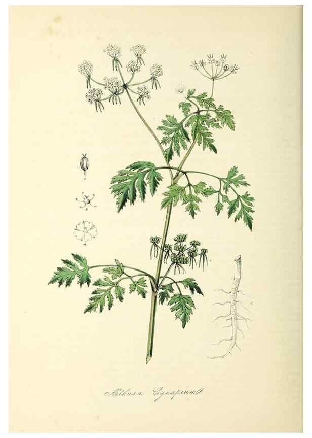 Reproducción/Reproduction 37917657016: Plantæ utiliores :. London :Whittaker & Co.,1842-1850.. 