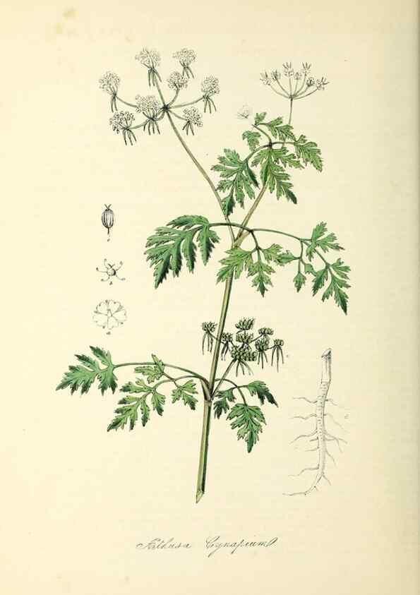 Reproducción/Reproduction 37917657016: Plantæ utiliores :. London :Whittaker & Co.,1842-1850.. 