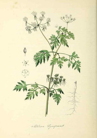 Reproducción/Reproduction 37917657016: Plantæ utiliores :. London :Whittaker & Co.,1842-1850.. 