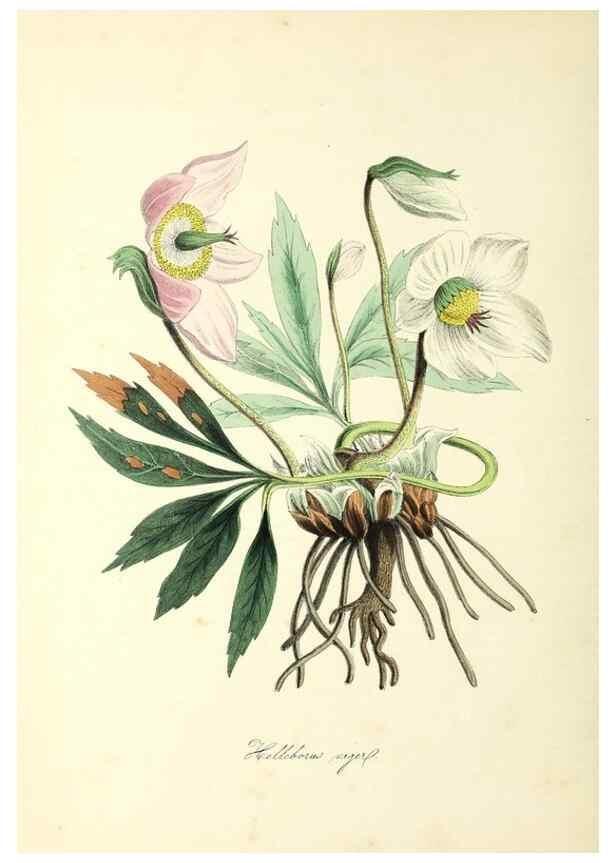 Reproducción/Reproduction 37971105701: Plantæ utiliores :. London :Whittaker & Co.,1842-1850.. 
