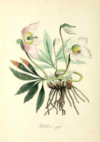 Reproducción/Reproduction 37971105701: Plantæ utiliores :. London :Whittaker & Co.,1842-1850.. 