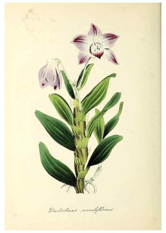 Reproducción/Reproduction 37917658466: Plantæ utiliores :. London :Whittaker & Co.,1842-1850.. 