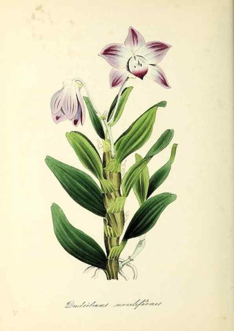 Reproducción/Reproduction 37917658466: Plantæ utiliores :. London :Whittaker & Co.,1842-1850.. 