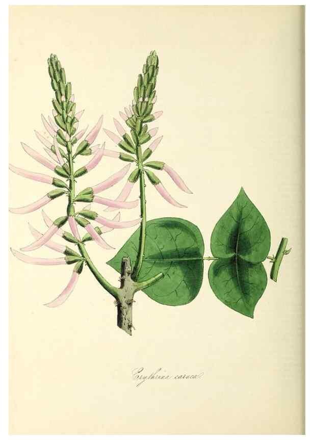 Reproducción/Reproduction 37917661326: Plantæ utiliores :. London :Whittaker & Co.,1842-1850.. 