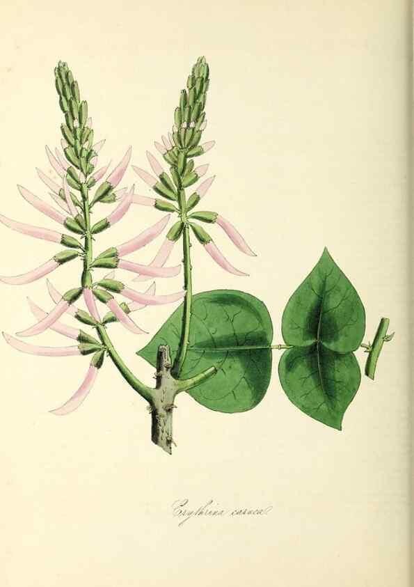 Reproducción/Reproduction 37917661326: Plantæ utiliores :. London :Whittaker & Co.,1842-1850.. 