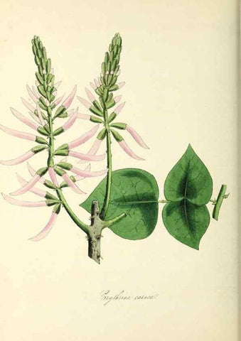 Reproducción/Reproduction 37917661326: Plantæ utiliores :. London :Whittaker & Co.,1842-1850.. 