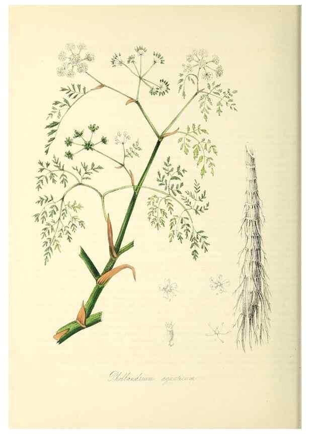 Reproducción/Reproduction 37917663046: Plantæ utiliores :. London :Whittaker & Co.,1842-1850.. 