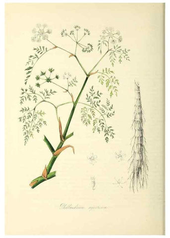 Reproducción/Reproduction 37917663046: Plantæ utiliores :. London :Whittaker & Co.,1842-1850.. 