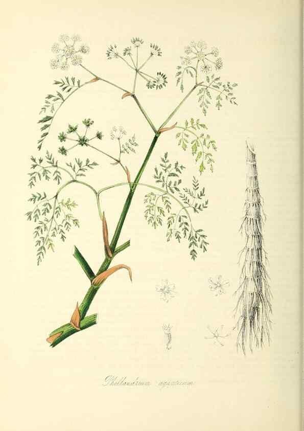 Reproducción/Reproduction 37917663046: Plantæ utiliores :. London :Whittaker & Co.,1842-1850.. 