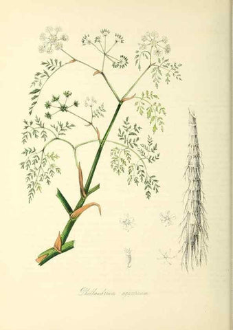 Reproducción/Reproduction 37917663046: Plantæ utiliores :. London :Whittaker & Co.,1842-1850.. 