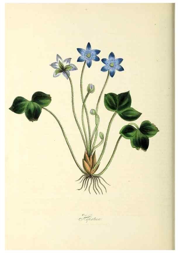 Reproducción/Reproduction 37971121921: Plantæ utiliores :. London :Whittaker & Co.,1842-1850.. 