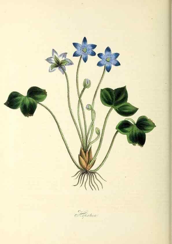 Reproducción/Reproduction 37971121921: Plantæ utiliores :. London :Whittaker & Co.,1842-1850.. 