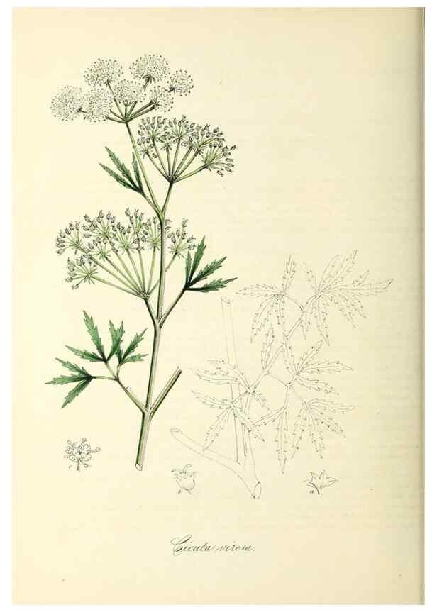 Reproducción/Reproduction 37971124061: Plantæ utiliores :. London :Whittaker & Co.,1842-1850.. 