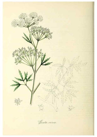 Reproducción/Reproduction 37971124061: Plantæ utiliores :. London :Whittaker & Co.,1842-1850.. 
