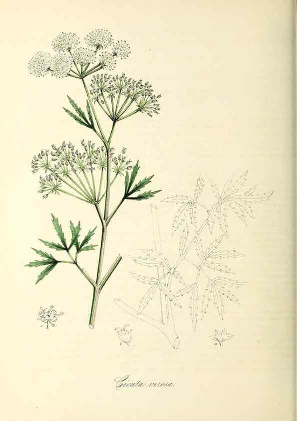 Reproducción/Reproduction 37971124061: Plantæ utiliores :. London :Whittaker & Co.,1842-1850.. 