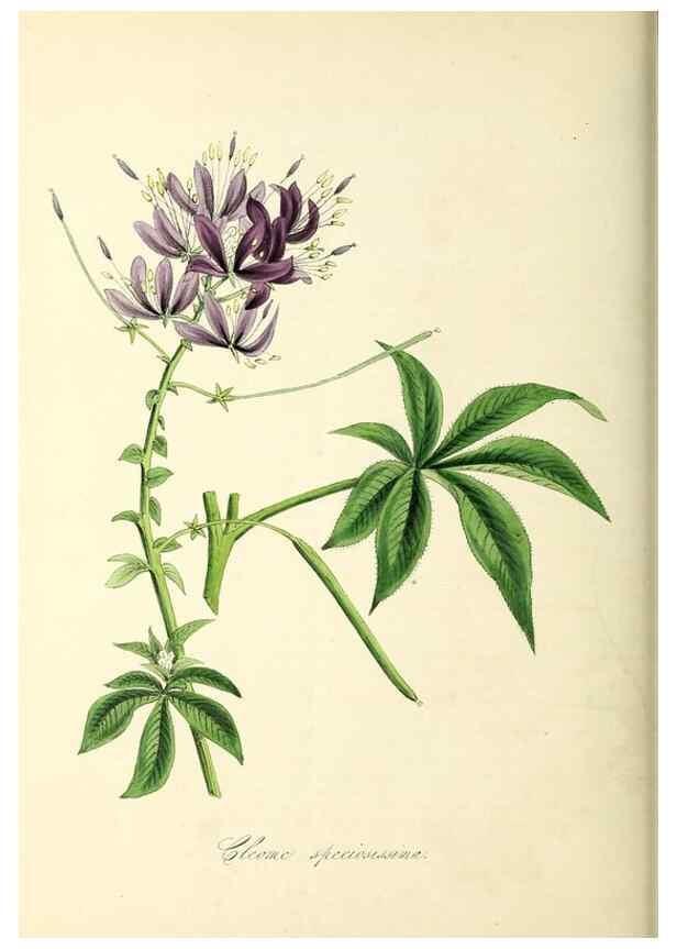 Reproducción/Reproduction 37971126461: Plantæ utiliores :. London :Whittaker & Co.,1842-1850.. 