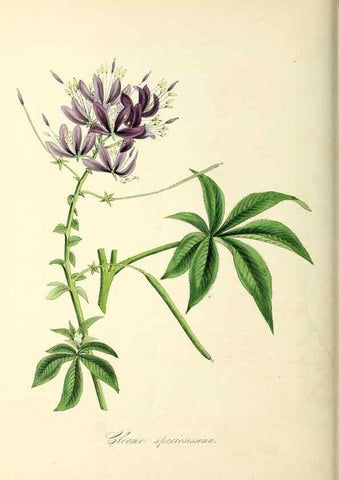 Reproducción/Reproduction 37971126461: Plantæ utiliores :. London :Whittaker & Co.,1842-1850.. 