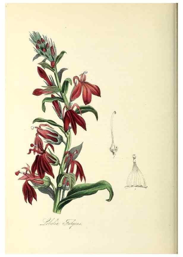 Reproducción/Reproduction 37971130981: Plantæ utiliores :. London :Whittaker & Co.,1842-1850.. 