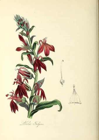 Reproducción/Reproduction 37971130981: Plantæ utiliores :. London :Whittaker & Co.,1842-1850.. 