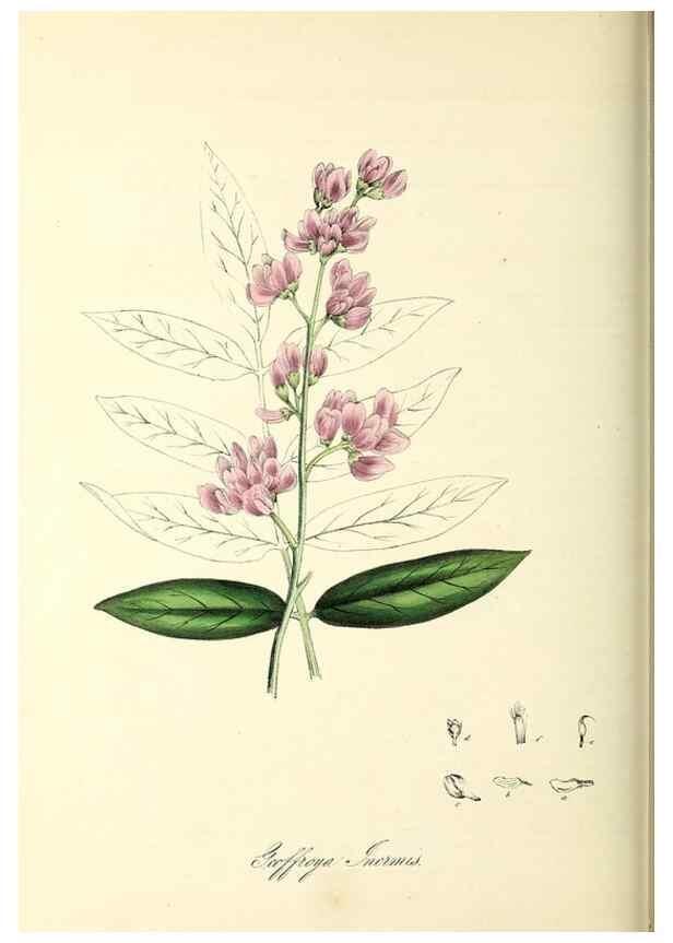 Reproducción/Reproduction 37940791192: Plantæ utiliores :. London :Whittaker & Co.,1842-1850.. 
