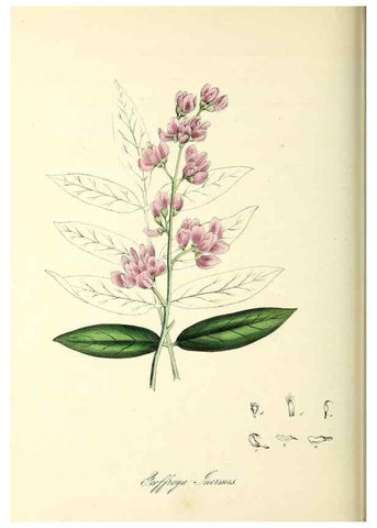Reproducción/Reproduction 37940791192: Plantæ utiliores :. London :Whittaker & Co.,1842-1850.. 