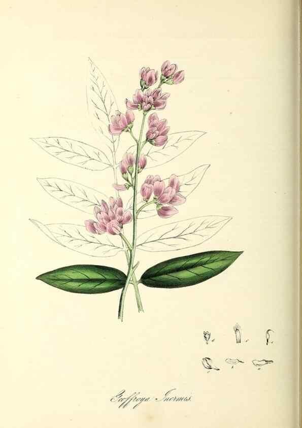 Reproducción/Reproduction 37940791192: Plantæ utiliores :. London :Whittaker & Co.,1842-1850.. 