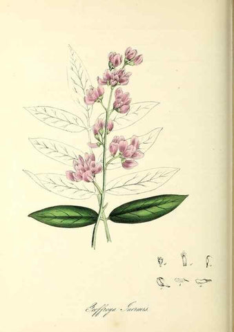 Reproducción/Reproduction 37940791192: Plantæ utiliores :. London :Whittaker & Co.,1842-1850.. 
