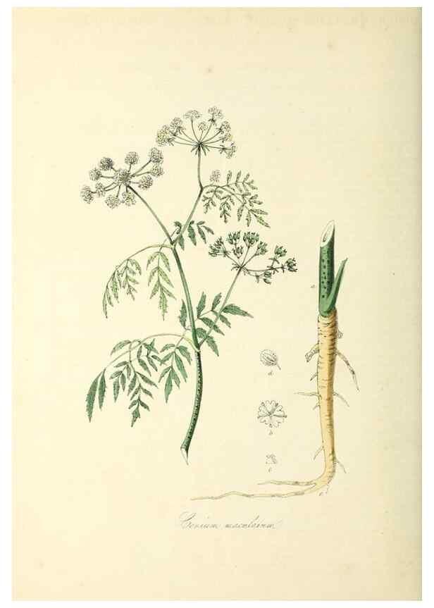Reproducción/Reproduction 37917660156: Plantæ utiliores :. London :Whittaker & Co.,1842-1850.. 