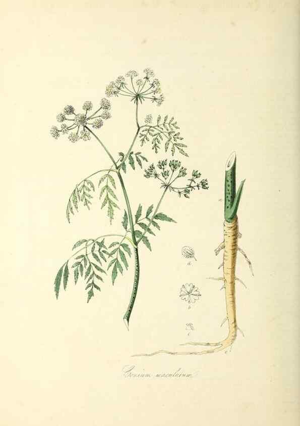 Reproducción/Reproduction 37917660156: Plantæ utiliores :. London :Whittaker & Co.,1842-1850.. 