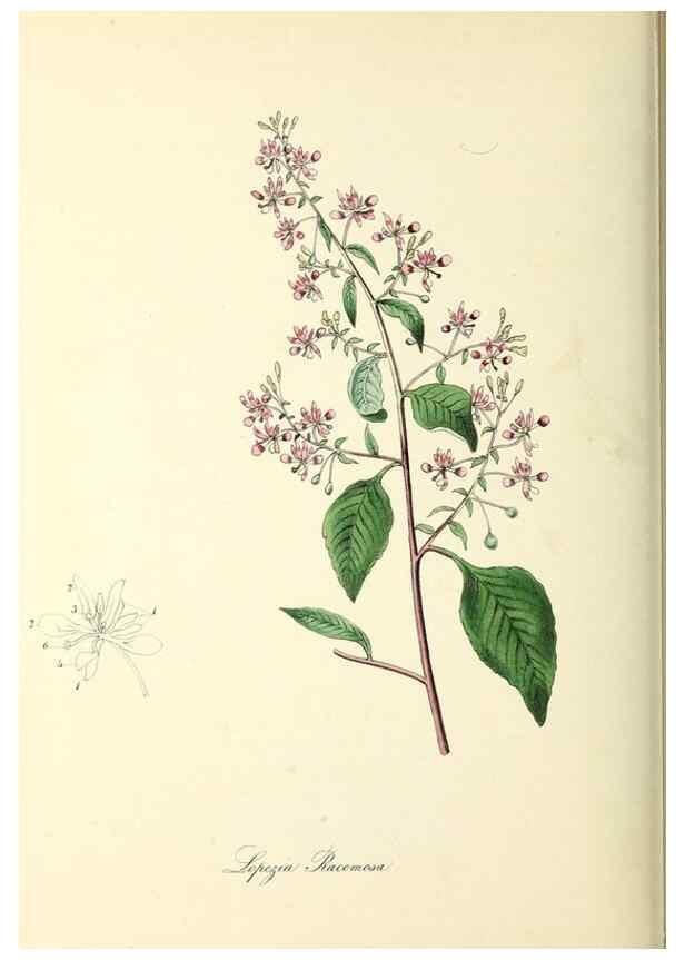Reproducción/Reproduction 26195832149: Plantæ utiliores :. London :Whittaker & Co.,1842-1850.. 