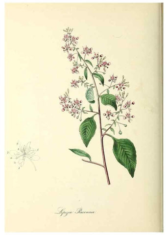 Reproducción/Reproduction 26195832149: Plantæ utiliores :. London :Whittaker & Co.,1842-1850.. 