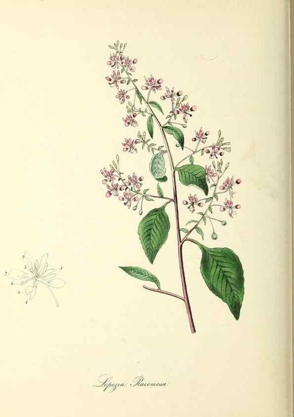 Reproducción/Reproduction 26195832149: Plantæ utiliores :. London :Whittaker & Co.,1842-1850.. 