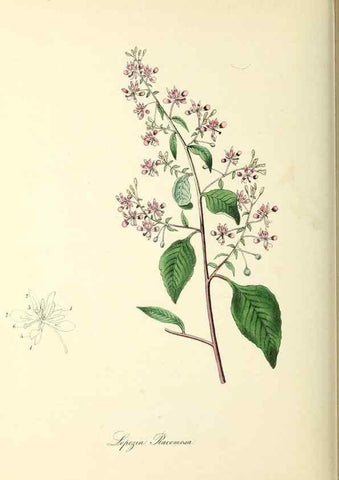Reproducción/Reproduction 26195832149: Plantæ utiliores :. London :Whittaker & Co.,1842-1850.. 
