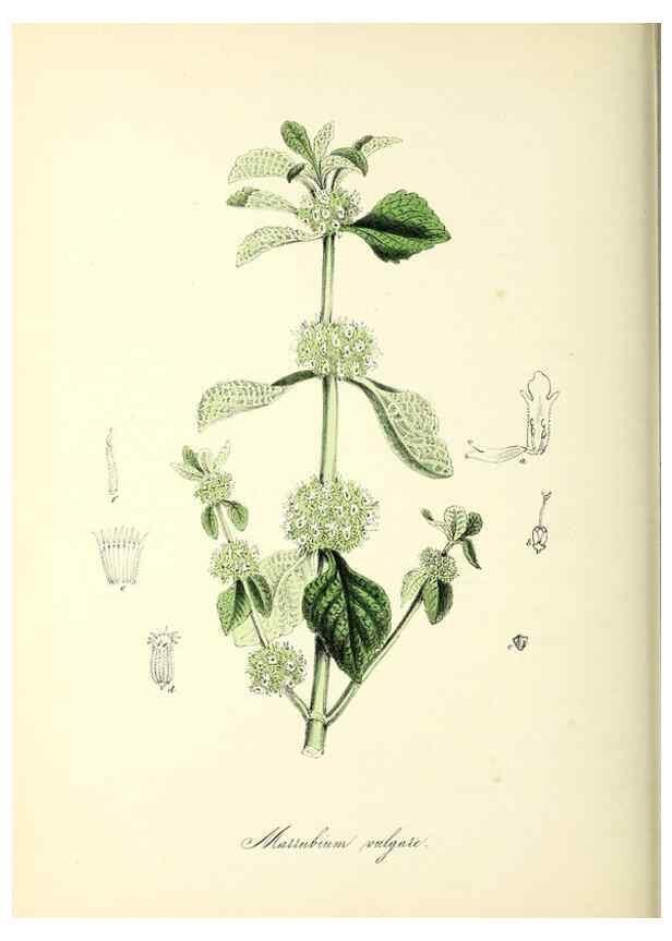 Reproducción/Reproduction 37261197614: Plantæ utiliores :. London :Whittaker & Co.,1842-1850.. 