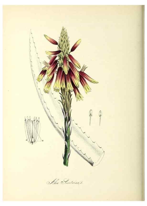 Reproducción/Reproduction 37261192694: Plantæ utiliores :. London :Whittaker & Co.,1842-1850.. 