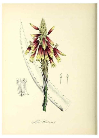 Reproducción/Reproduction 37261192694: Plantæ utiliores :. London :Whittaker & Co.,1842-1850.. 