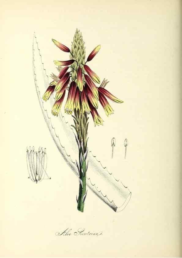 Reproducción/Reproduction 37261192694: Plantæ utiliores :. London :Whittaker & Co.,1842-1850.. 