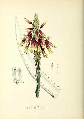 Reproducción/Reproduction 37261192694: Plantæ utiliores :. London :Whittaker & Co.,1842-1850.. 