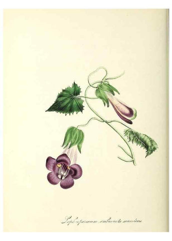 Reproducción/Reproduction 24119478428: Plantæ utiliores :. London :Whittaker & Co.,1842-1850.. 
