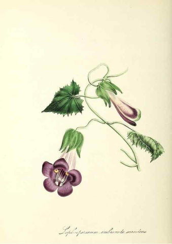 Reproducción/Reproduction 24119478428: Plantæ utiliores :. London :Whittaker & Co.,1842-1850.. 