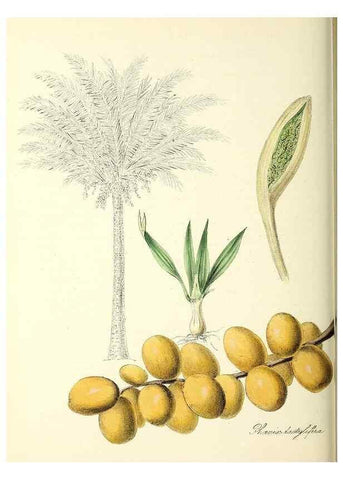 Reproducción/Reproduction 24119481838: Plantæ utiliores :. London :Whittaker & Co.,1842-1850.. 