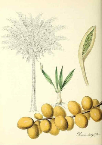 Reproducción/Reproduction 24119481838: Plantæ utiliores :. London :Whittaker & Co.,1842-1850.. 