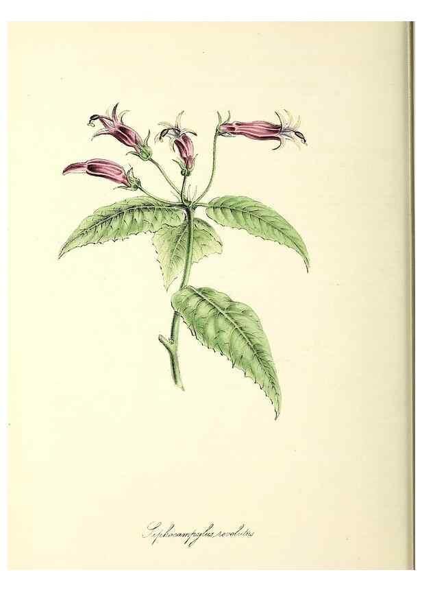 Reproducción/Reproduction 26195202469: Plantæ utiliores :. London :Whittaker & Co.,1842-1850.. 