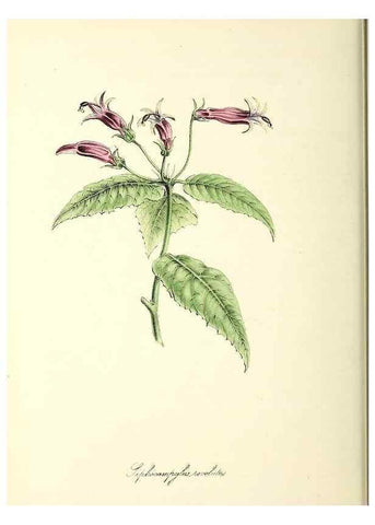 Reproducción/Reproduction 26195202469: Plantæ utiliores :. London :Whittaker & Co.,1842-1850.. 