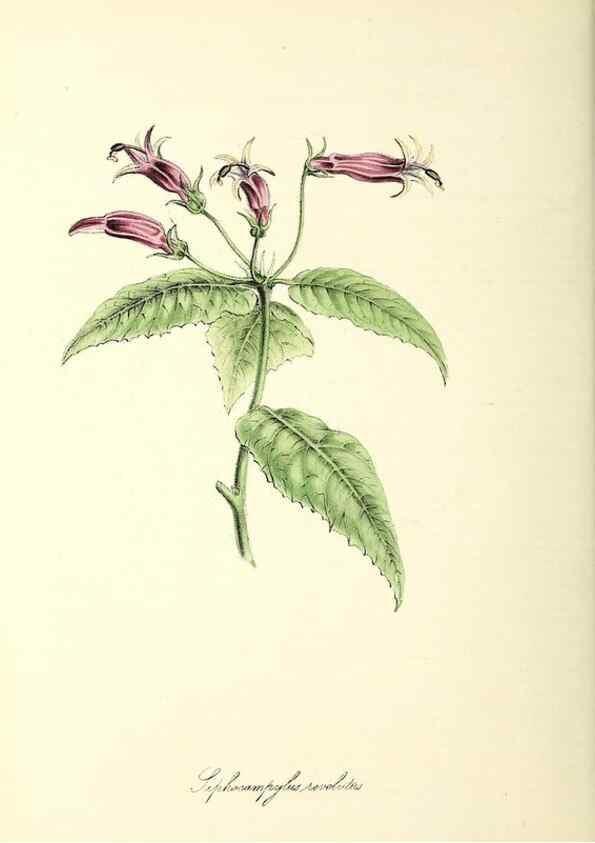 Reproducción/Reproduction 26195202469: Plantæ utiliores :. London :Whittaker & Co.,1842-1850.. 