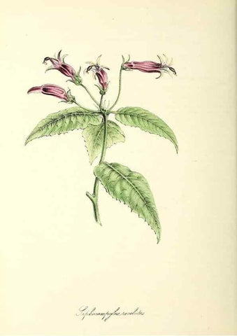 Reproducción/Reproduction 26195202469: Plantæ utiliores :. London :Whittaker & Co.,1842-1850.. 