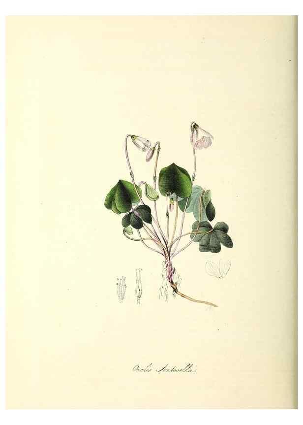 Reproducción/Reproduction 24119487948: Plantæ utiliores :. London :Whittaker & Co.,1842-1850.. 