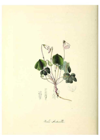 Reproducción/Reproduction 24119487948: Plantæ utiliores :. London :Whittaker & Co.,1842-1850.. 