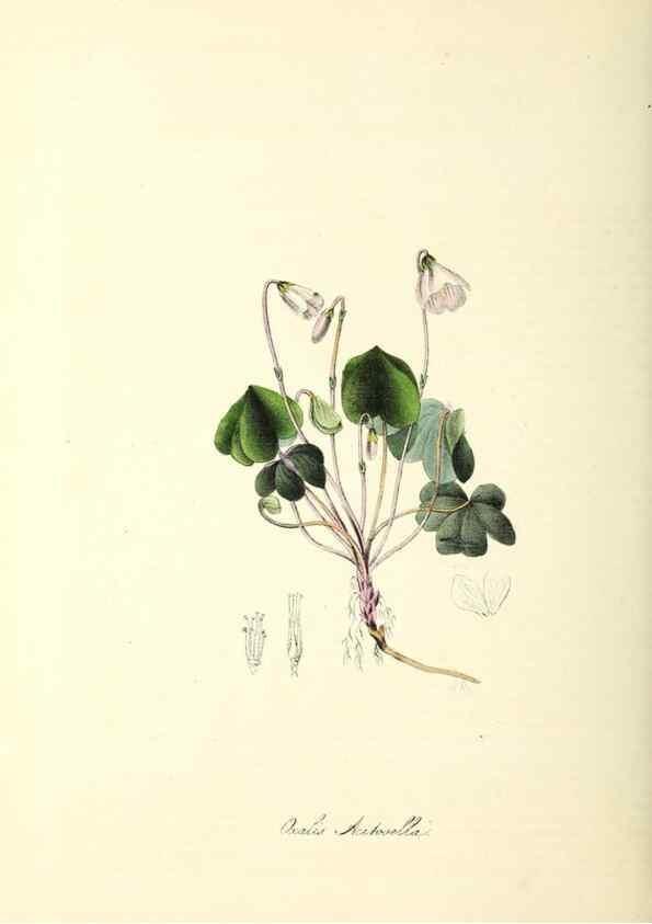 Reproducción/Reproduction 24119487948: Plantæ utiliores :. London :Whittaker & Co.,1842-1850.. 